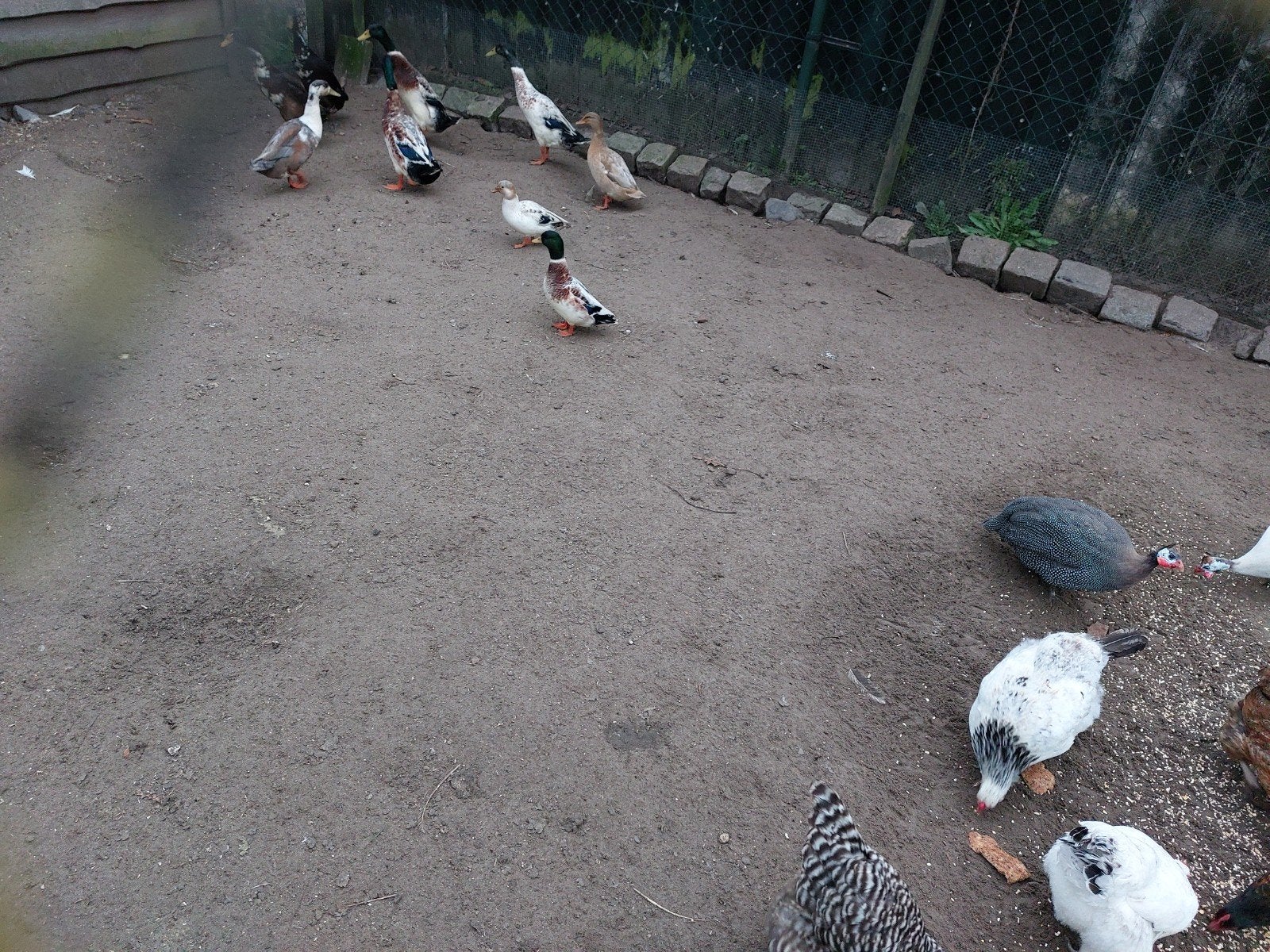 koppel kwakers, Dieren en Toebehoren