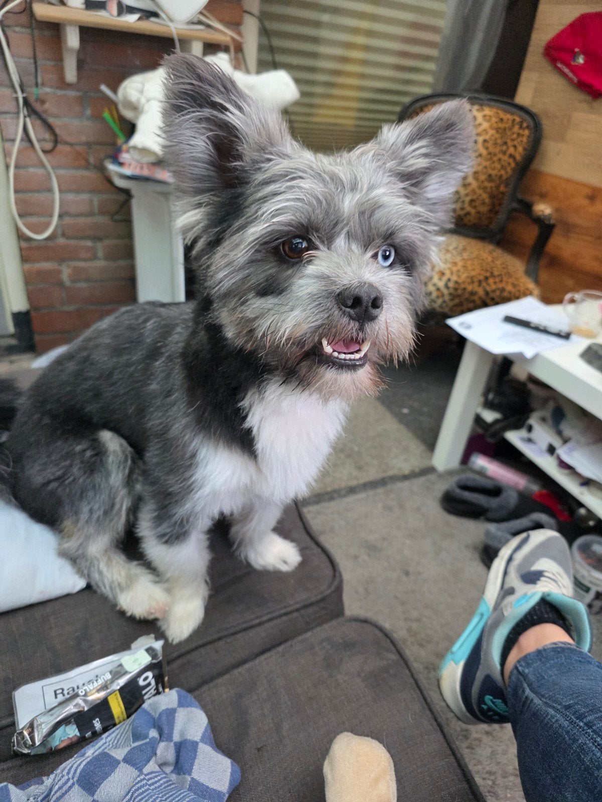 super lieve kruizing pomsky/husky, 1 tot 2 jaar, Eén hond, Nederland, Particulier