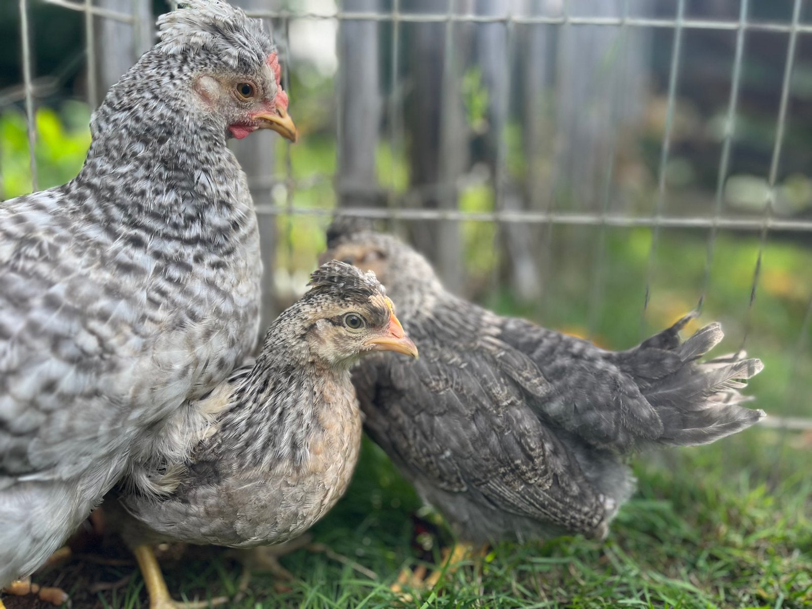 Toom cream legbar kippen, Dieren en Toebehoren, Pluimvee, Meerdere dieren, Kip