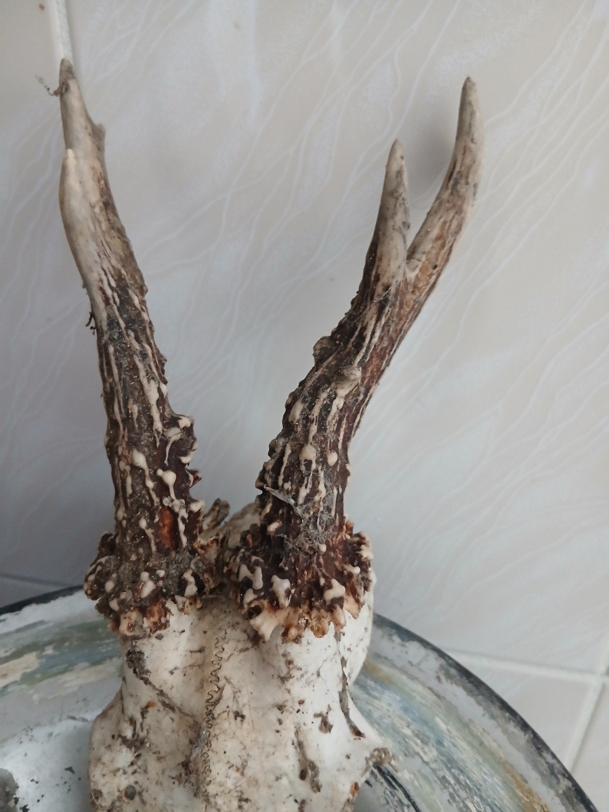 Mooi hertengewei voor verzameling of decoratie, Ophalen of Verzenden, Gebruikt