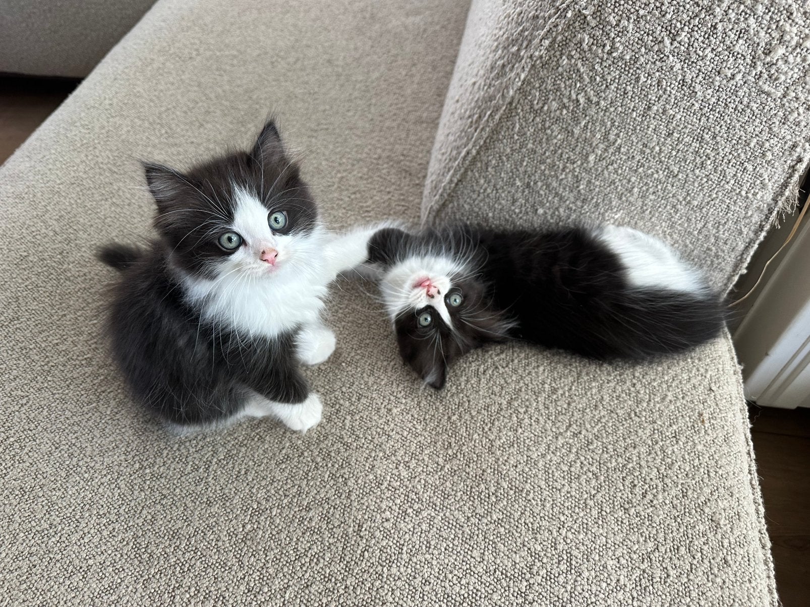 ragdoll kitten poes en kater speciaal seal sepia mitted, Meerdere dieren, Ontwormd, 0 tot 2 jaar
