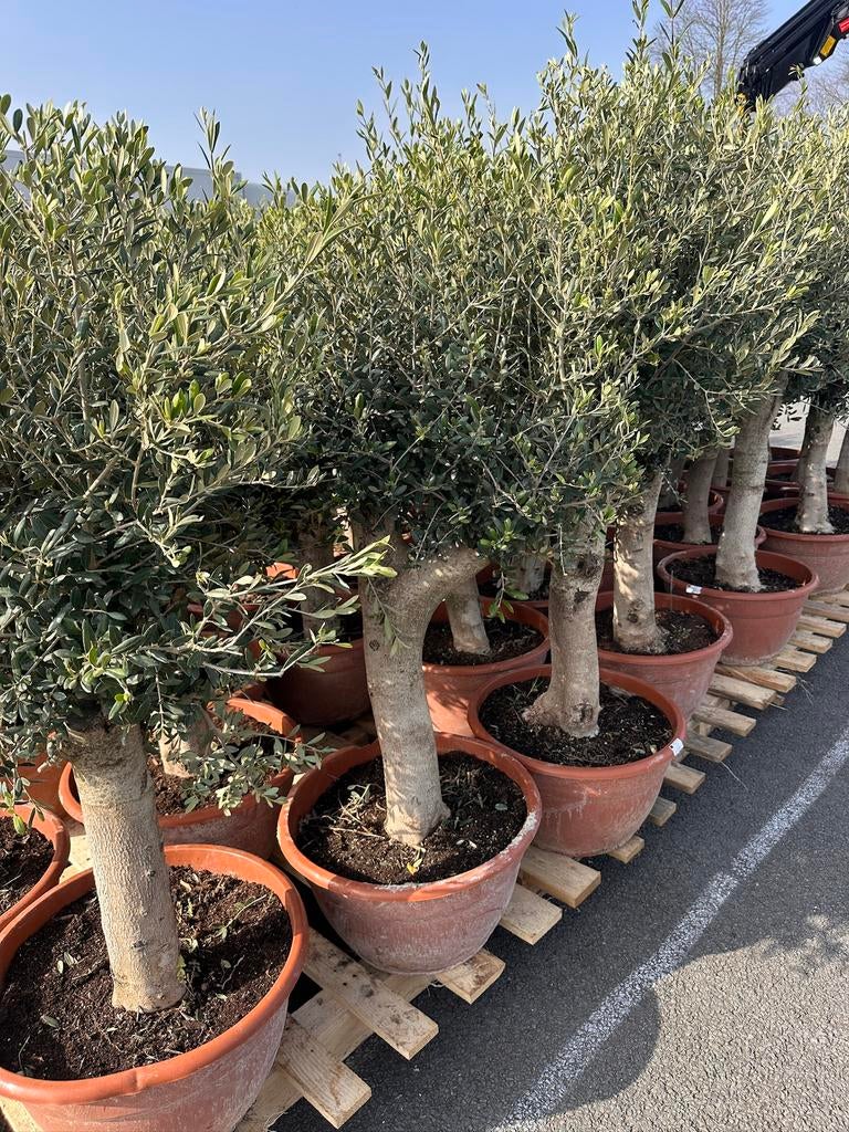 Olijfbomen in schaal 45Lt 30/40stam 2 voor €220, Tuin en Terras, 100 tot 250 cm, Olijfboom, Zomer, Ophalen