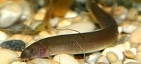 indische modderkruiper zwart €3.20 per stuk, Dieren en Toebehoren, Vis, Zoetwatervis, Schoolvis