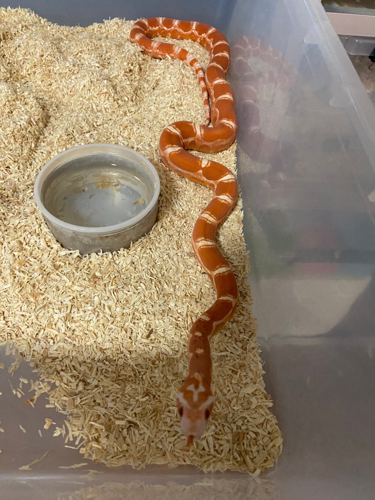 Haakneuzen en korenslangen Corn Snake photo 13