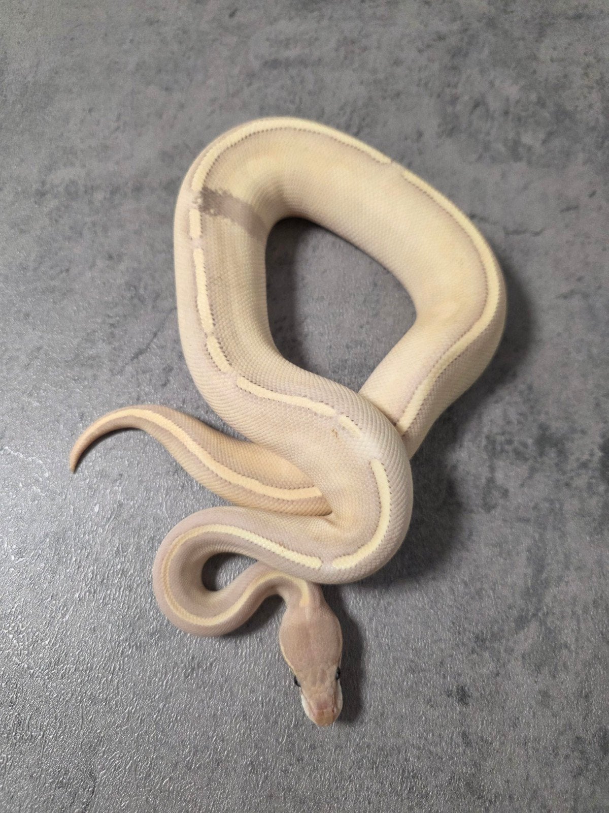 ♀️️Paradox Banana Purple Passion Blackhead Ball Python photo 3