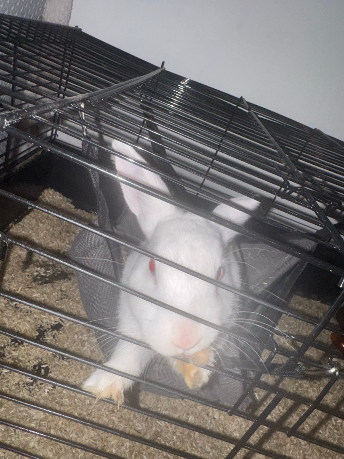 2 dwerg konijnen te koop met toebehoren, Juni, Meerdere dieren, Overige typen, Tam