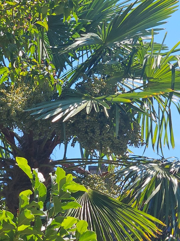 Dadels te koop uit de palmboom, Volle zon, Ophalen of Verzenden, 100 tot 250 cm, Zomer