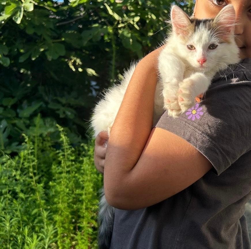 kittens 12 weken oud, klaar voor een nieuw huisje!, Meerdere dieren