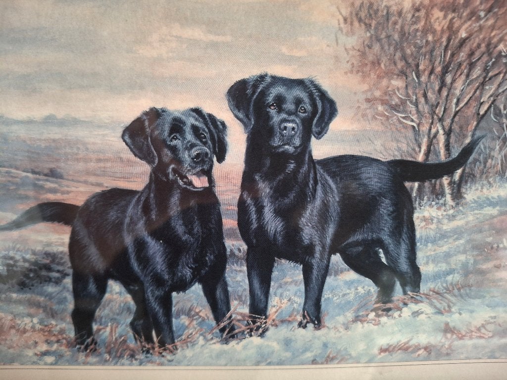 Ingelijste print van twee zwarte Labradors, 40x20 cm, Antiek en Kunst, Ophalen, Print, Print/reproductie, Achter glas