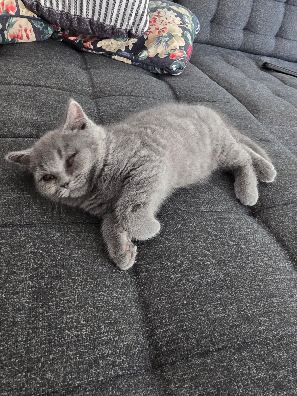 Prachtige Britse Korthaar kitten – 5 maanden, Dieren en Toebehoren, Katten en Kittens | Raskatten | Langhaar, Poes