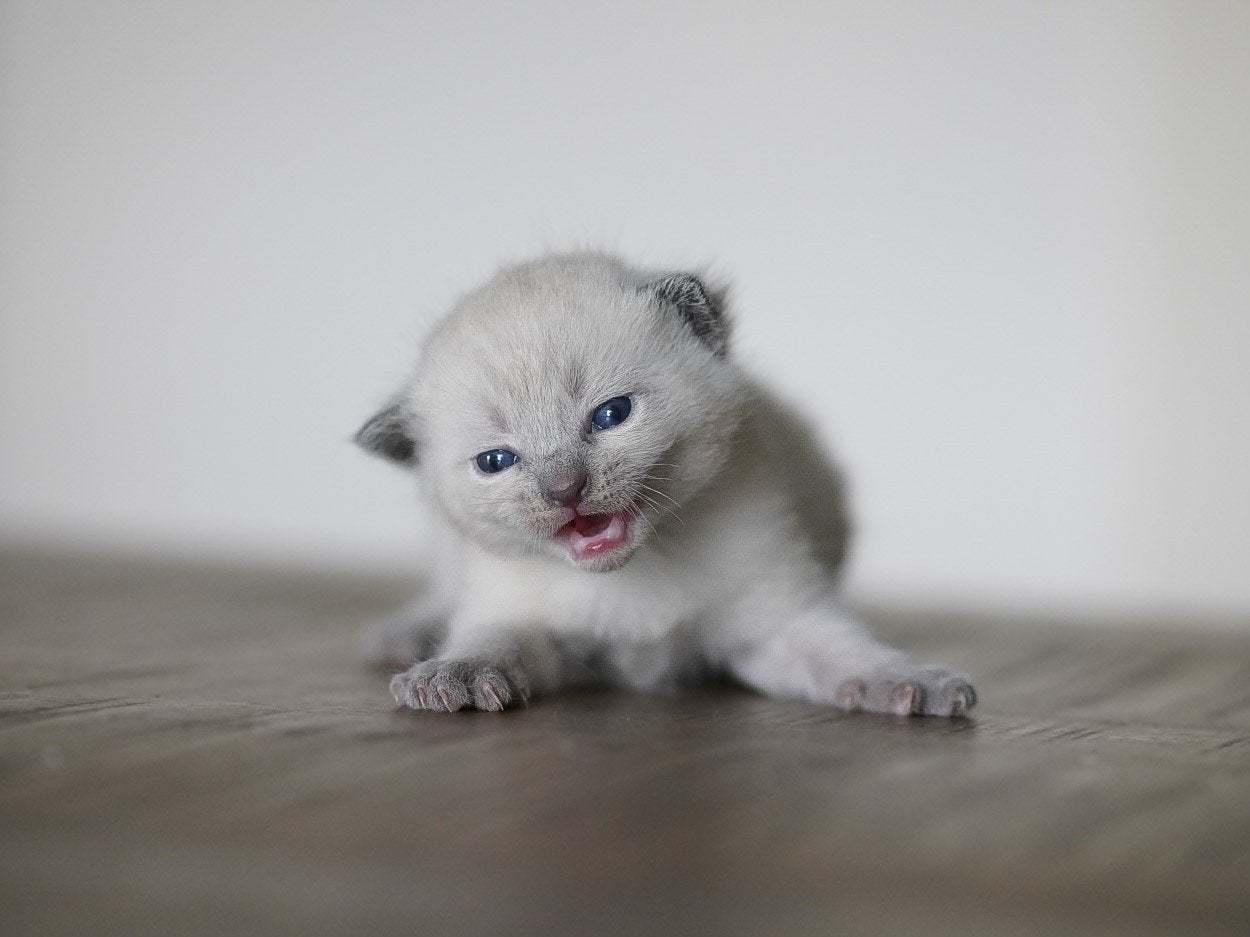 Kruising ragdoll kittens (korthaar), Meerdere dieren, Kortharig, 0 tot 2 jaar