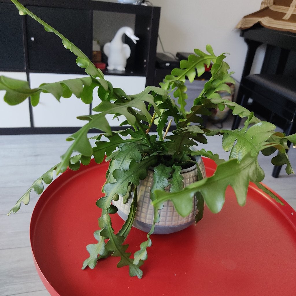 Zaagcactus, Ophalen, Halfschaduw, Minder dan 100 cm