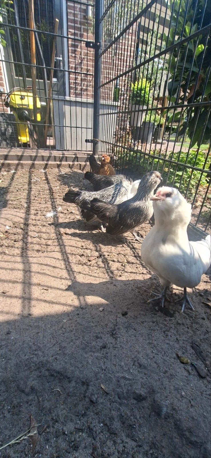 antwerpse baardkrielen, Dieren en Toebehoren, Pluimvee, Kip