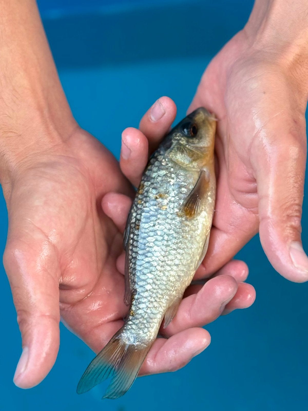 Koi ginrin ochiba, Dieren en Toebehoren, Vissen | Vijvervissen, Karper of Koi