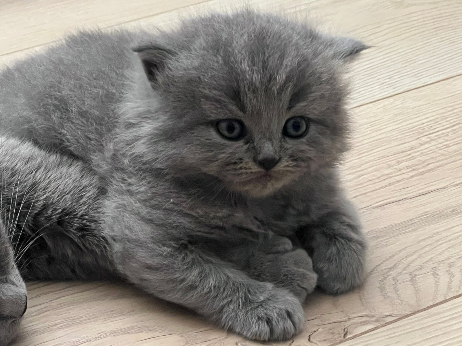 Britse Kortharen zoeken een warm thuis, Poes, Ontwormd
