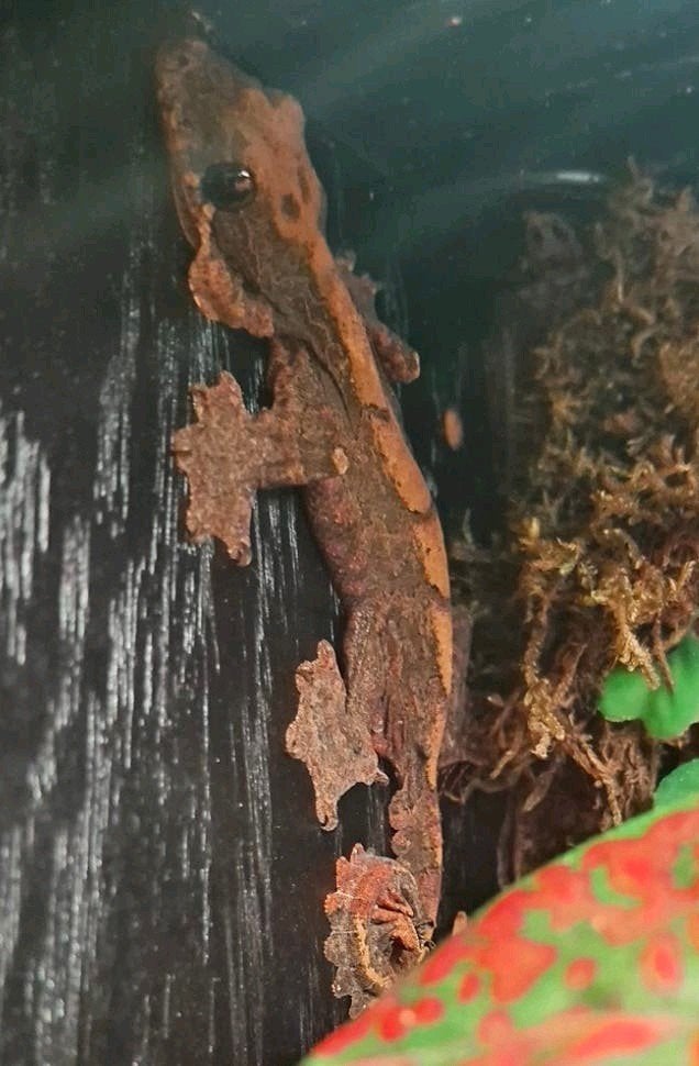 Vliegende gekko (Ptychozoon Kuhli)