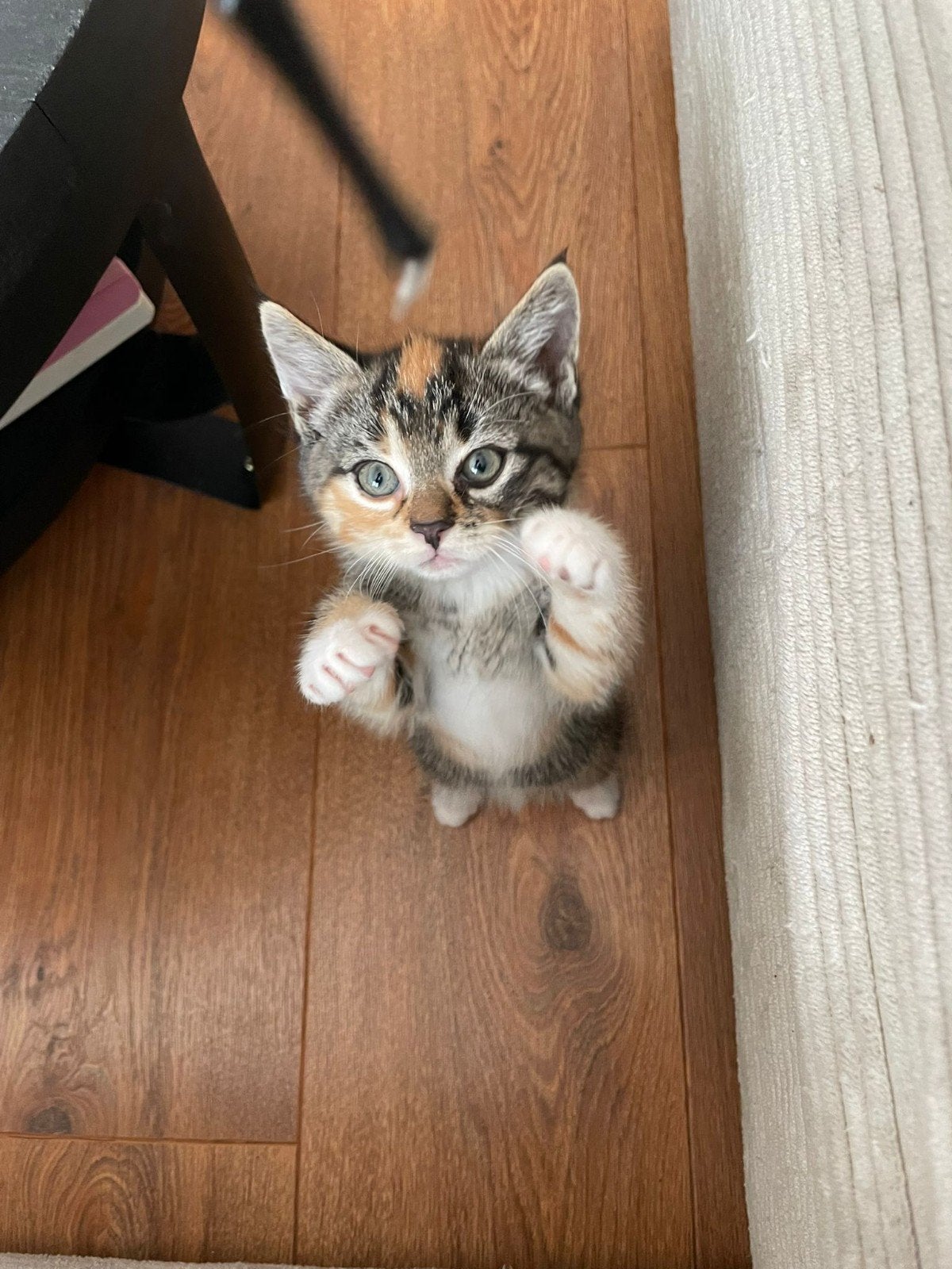 50 % britische korthaar  kittens zoeken een liefdevol thuis, Dieren en Toebehoren, Katten en Kittens | Raskatten | Korthaar, Meerdere dieren