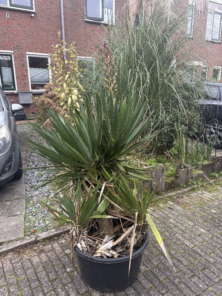 Grote Yucca filamentosa (palmlelie) 140 cm in pot, Tuin en Terras, Volle zon, Vaste plant, Zomer, Ophalen