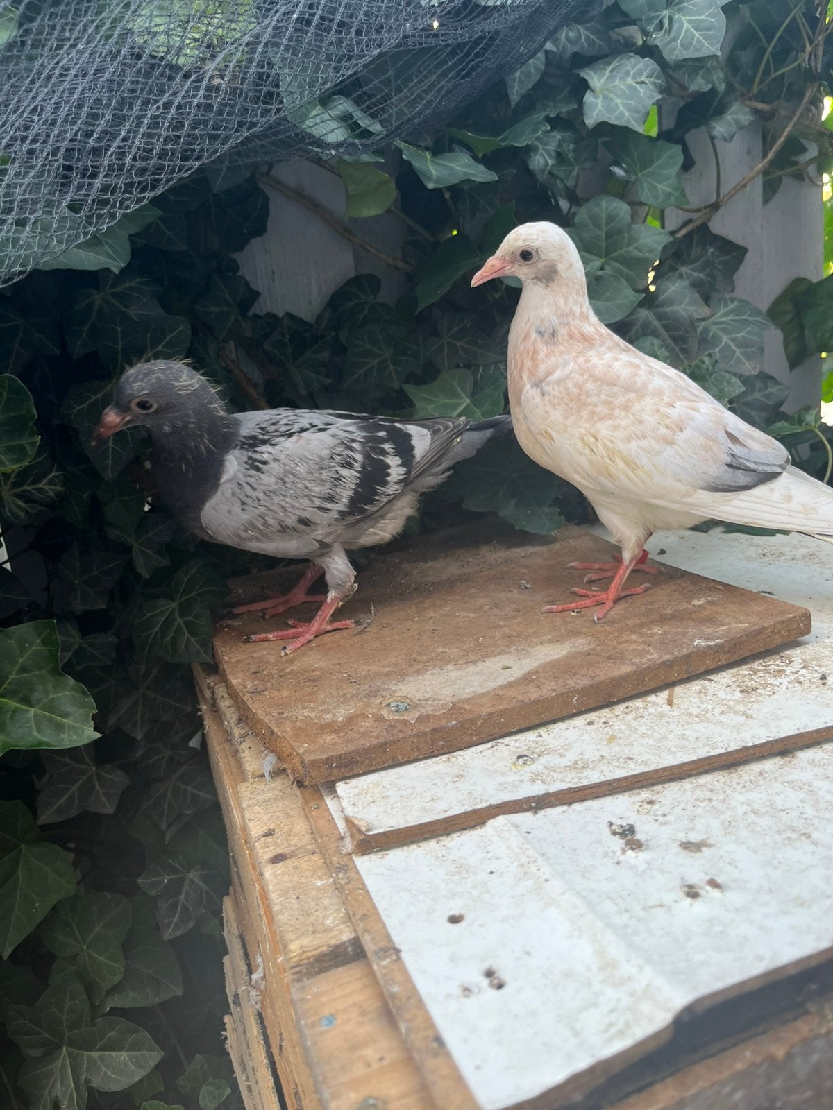 Postduiven 7 stuks van 2026 alles in één keer voor 40€, Dieren en Toebehoren, Vogels | Duiven, Meerdere dieren, Postduif