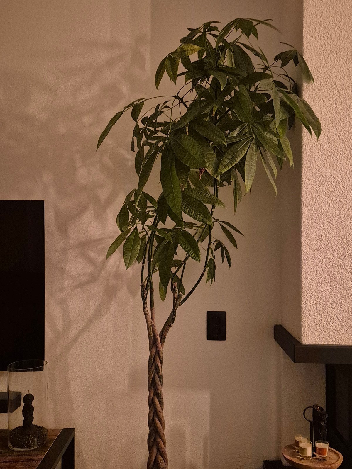 Grote kamerplant, 2 meter hoog, in pot, Groene kamerplant, Ophalen, In pot, 200 cm of meer