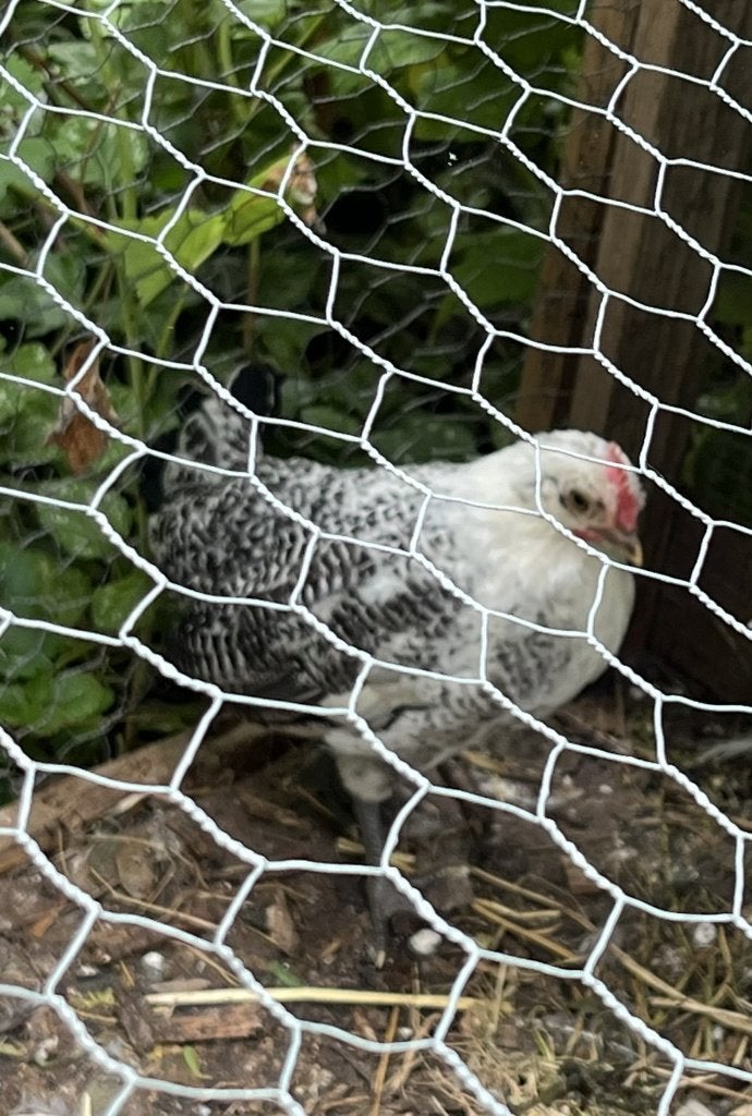 pluimvee, Dieren en Toebehoren, Pluimvee, Mannelijk, Kip