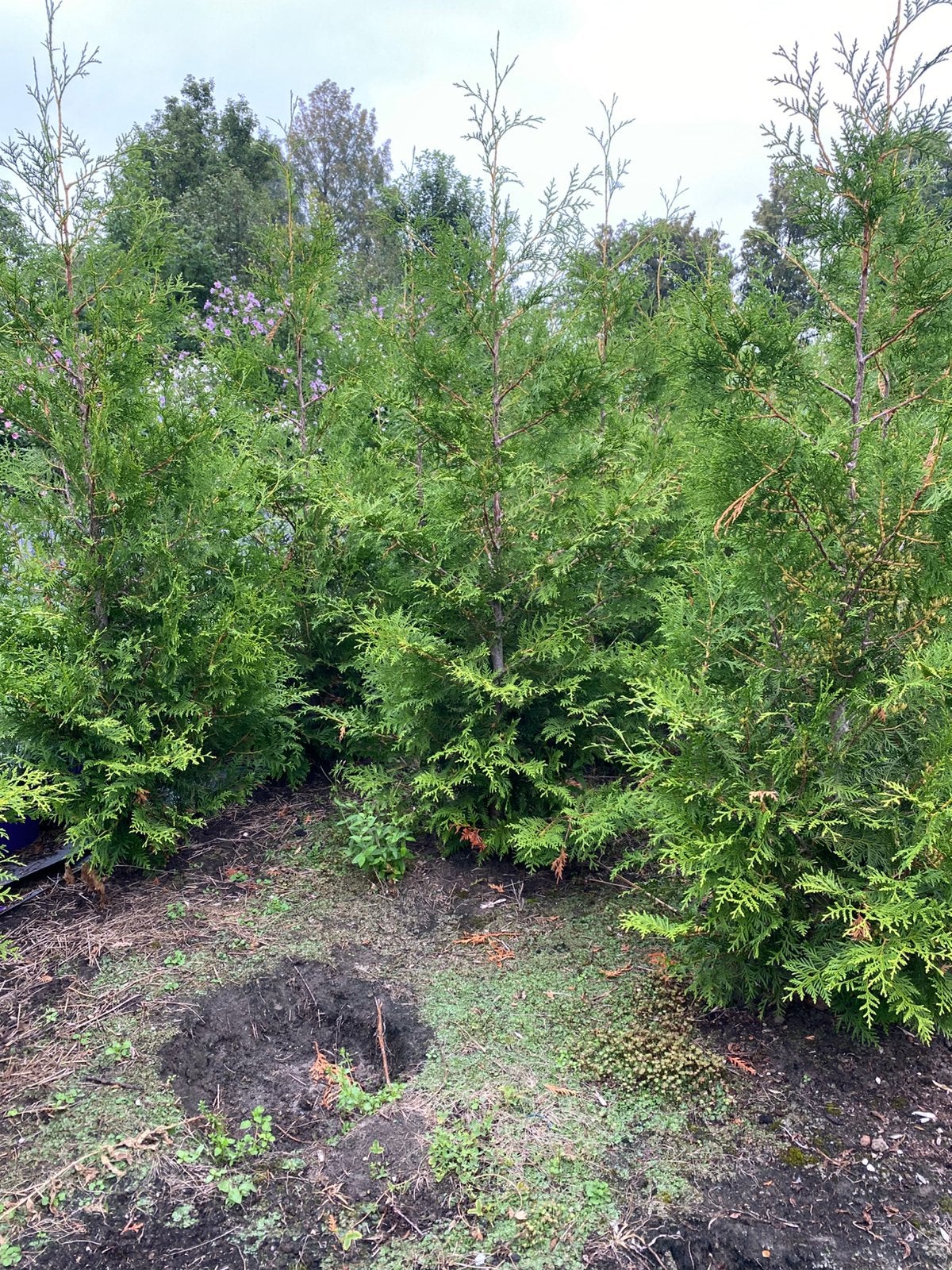 Grote haagconiferen thuya brabant 180/200cm va€7pst, Ophalen, Conifeer, 100 tot 250 cm