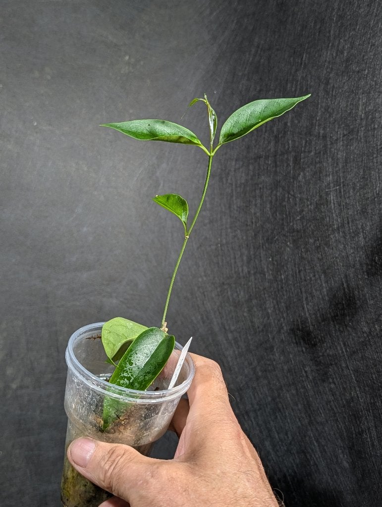 Hoya chloroleuca 2, Overige soorten, Minder dan 100 cm, Bloeiende kamerplant, Halfschaduw