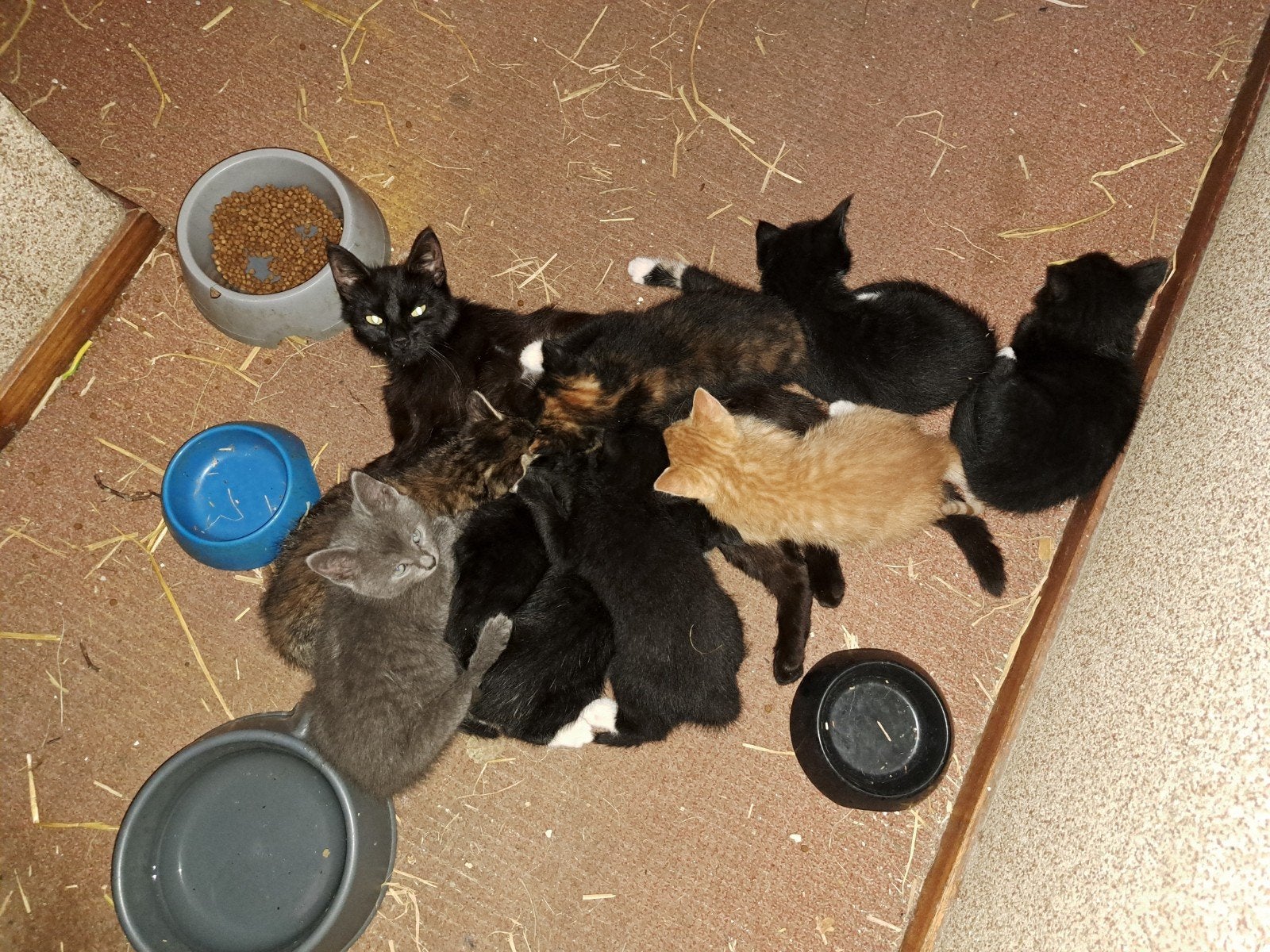 Lieve kittens te koop., 0 tot 2 jaar