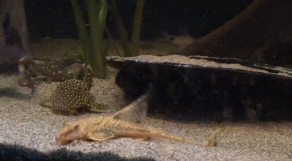 Loricaria, Dieren en Toebehoren, Vis, Zoetwatervis