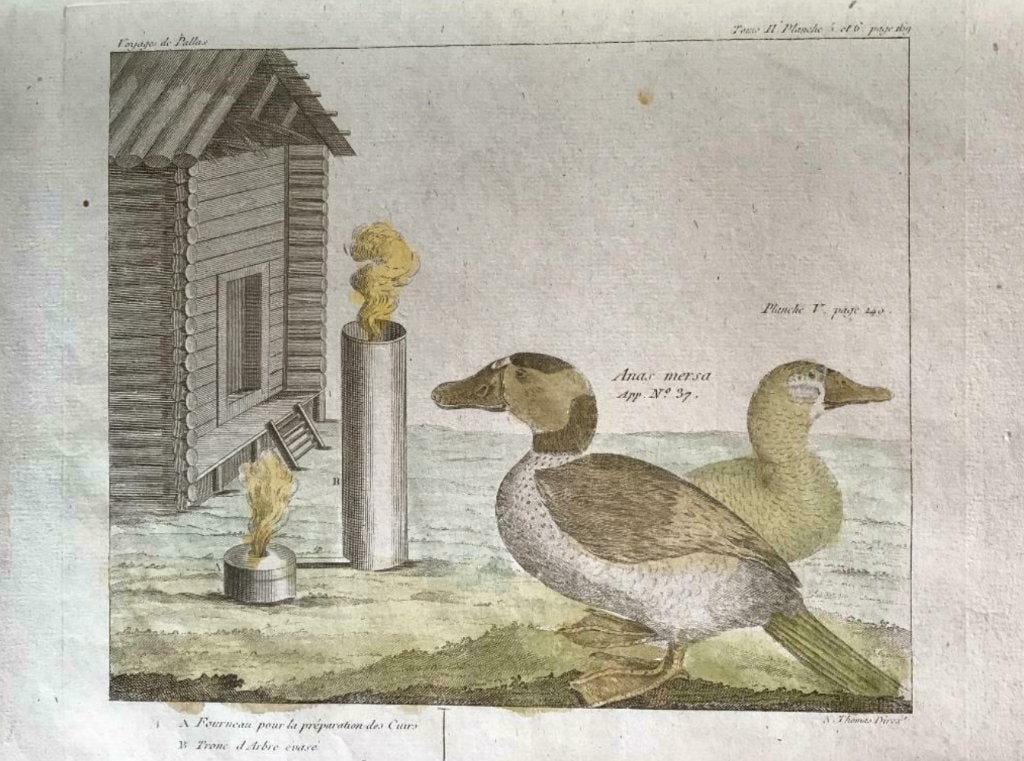 1835 Gravure, eenden / Vogels / Voyage de Pallas - P0404, Antiek en Kunst, Ophalen of Verzenden, Ets, 1800 - 1899