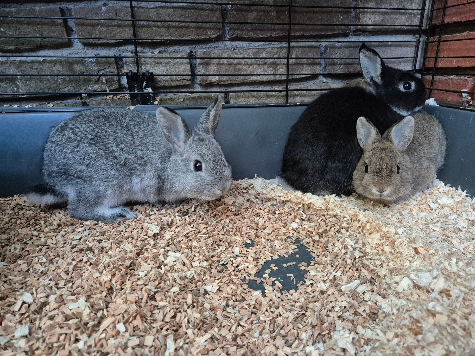 dwerg konijn, Dieren en Toebehoren, Meerdere dieren, Dwerg, 0 tot 2 jaar