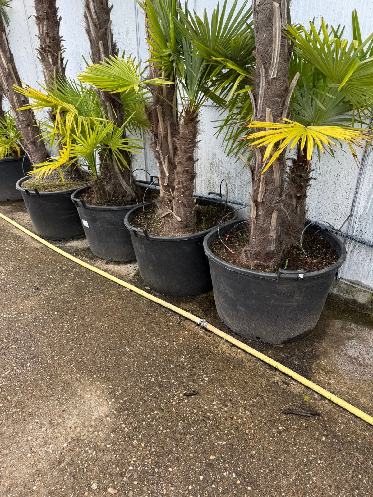 Palmen meerrstamig grote kuip trachicarpus winterhard 450,-, Bloeit niet, 250 tot 400 cm, Palmboom, Ophalen