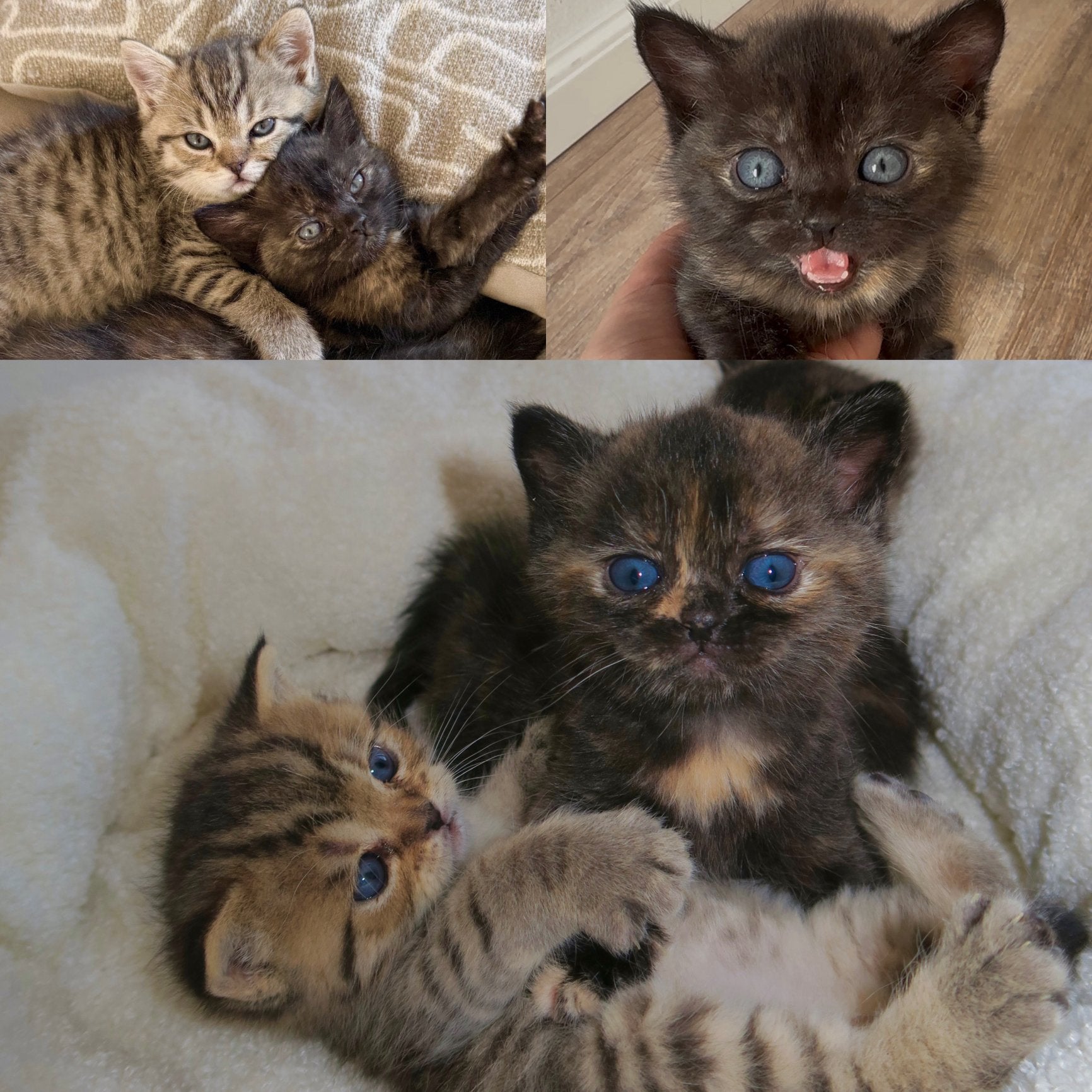 Raszuivere Britse korthaar kittens, Poes, Kortharig, 0 tot 2 jaar