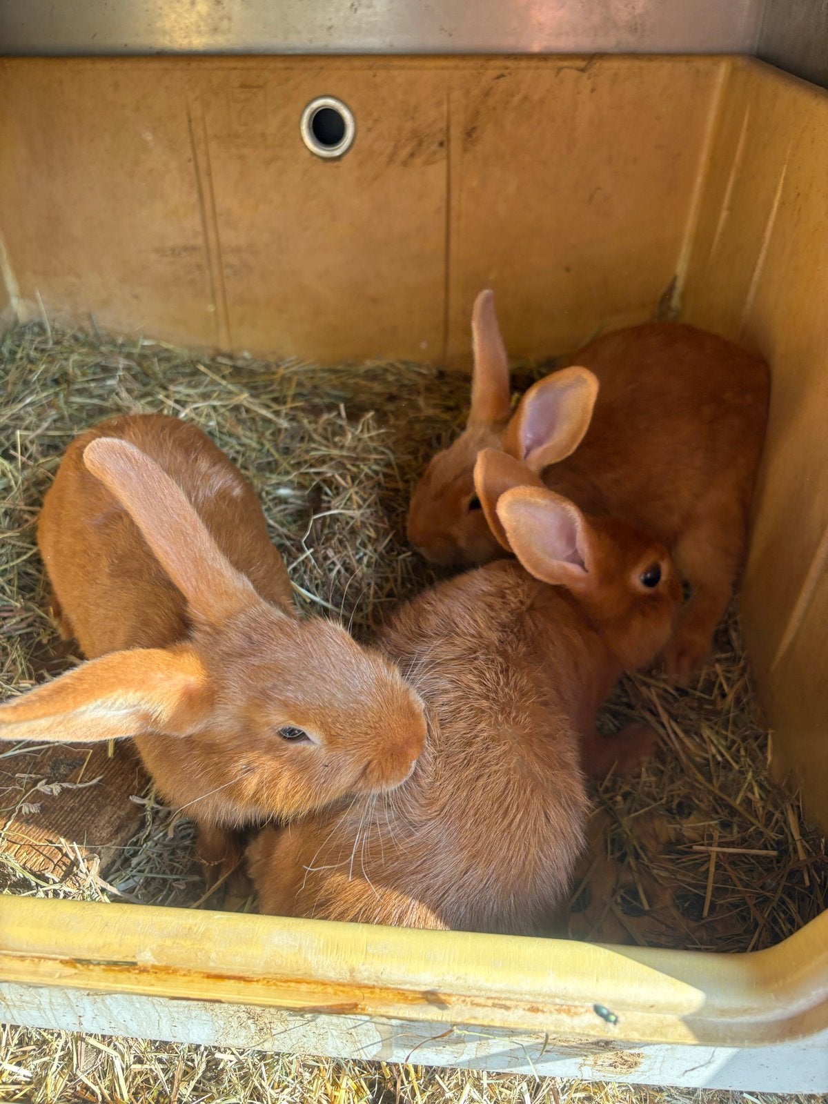 Thrianta konijn rammetjes, Dieren en Toebehoren, Konijnen, Mannelijk