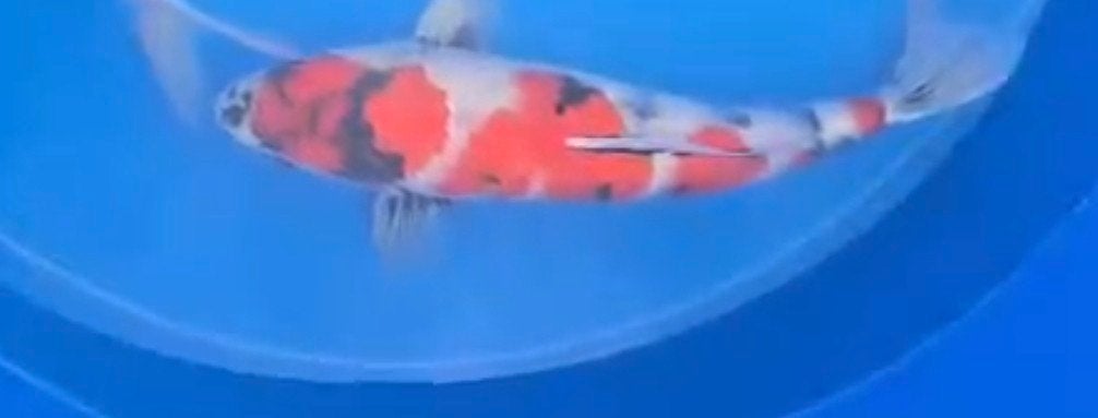 Showa 75 cm, Karper of Koi