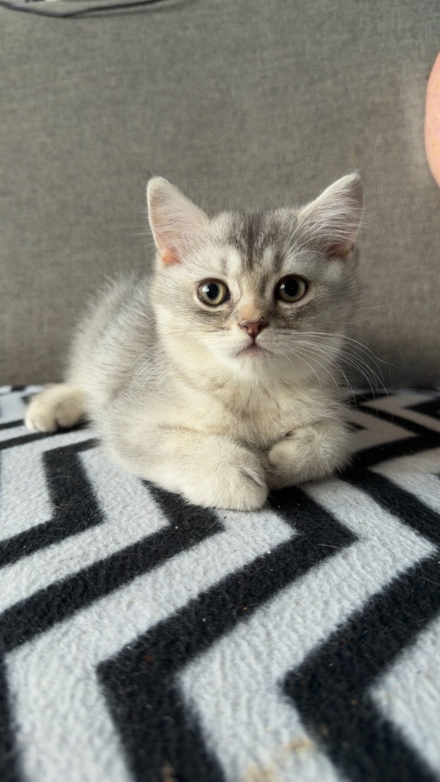 britse korthaar poesje, Poes, Gechipt