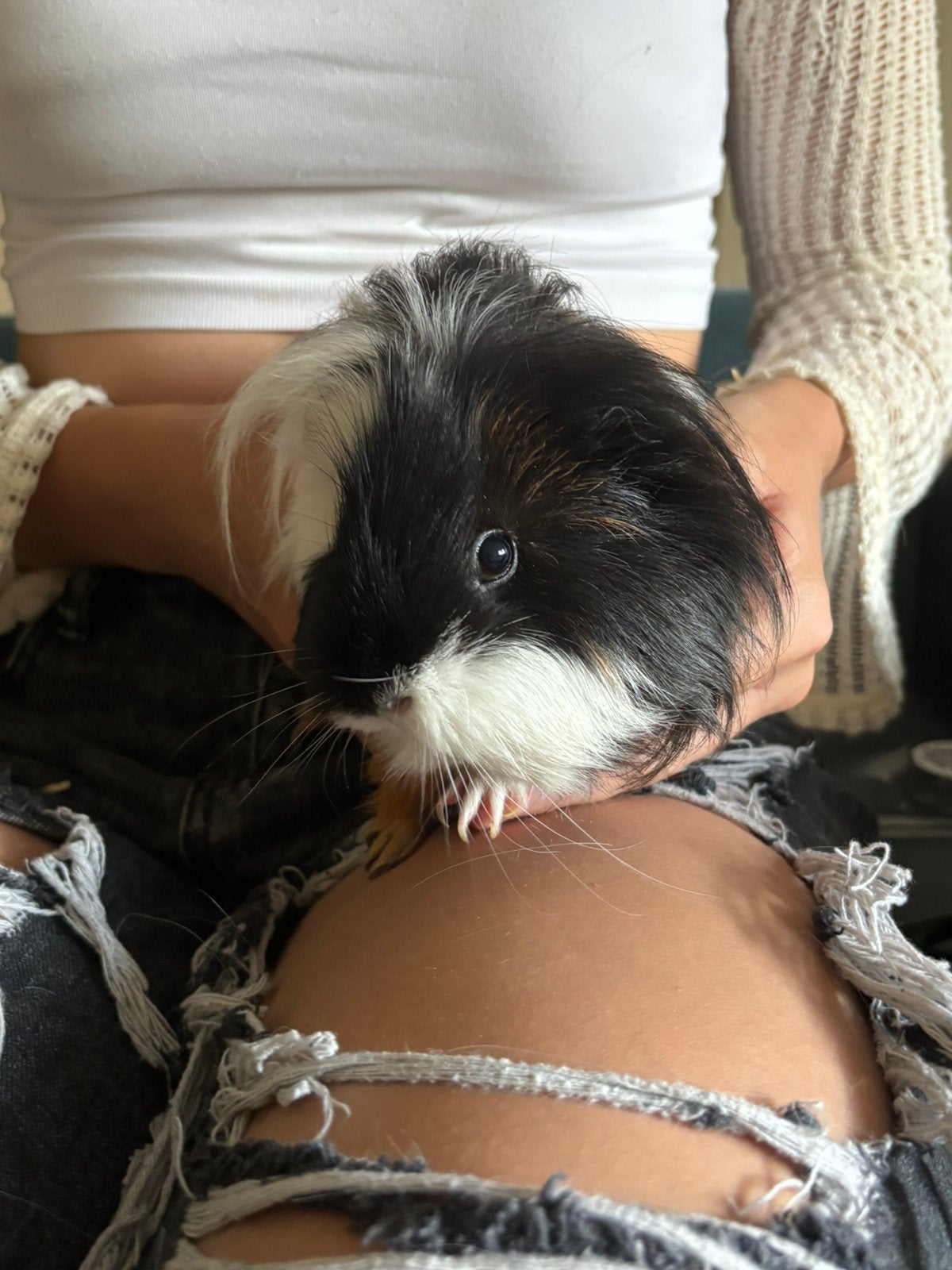 Cavia’s, Dieren en Toebehoren, Cavia, Augustus, Vrouwelijk, Tam