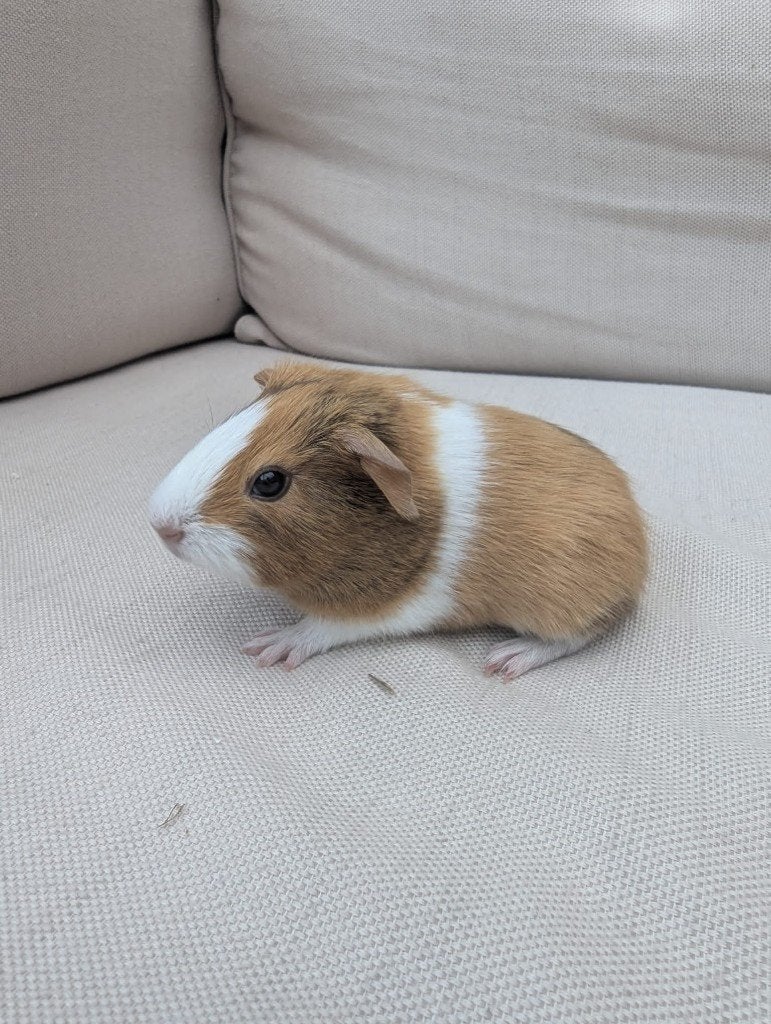 Cavia baby beertje 2, Dieren en Toebehoren, Knaagdieren, Cavia, Juni, Mannelijk, Tam