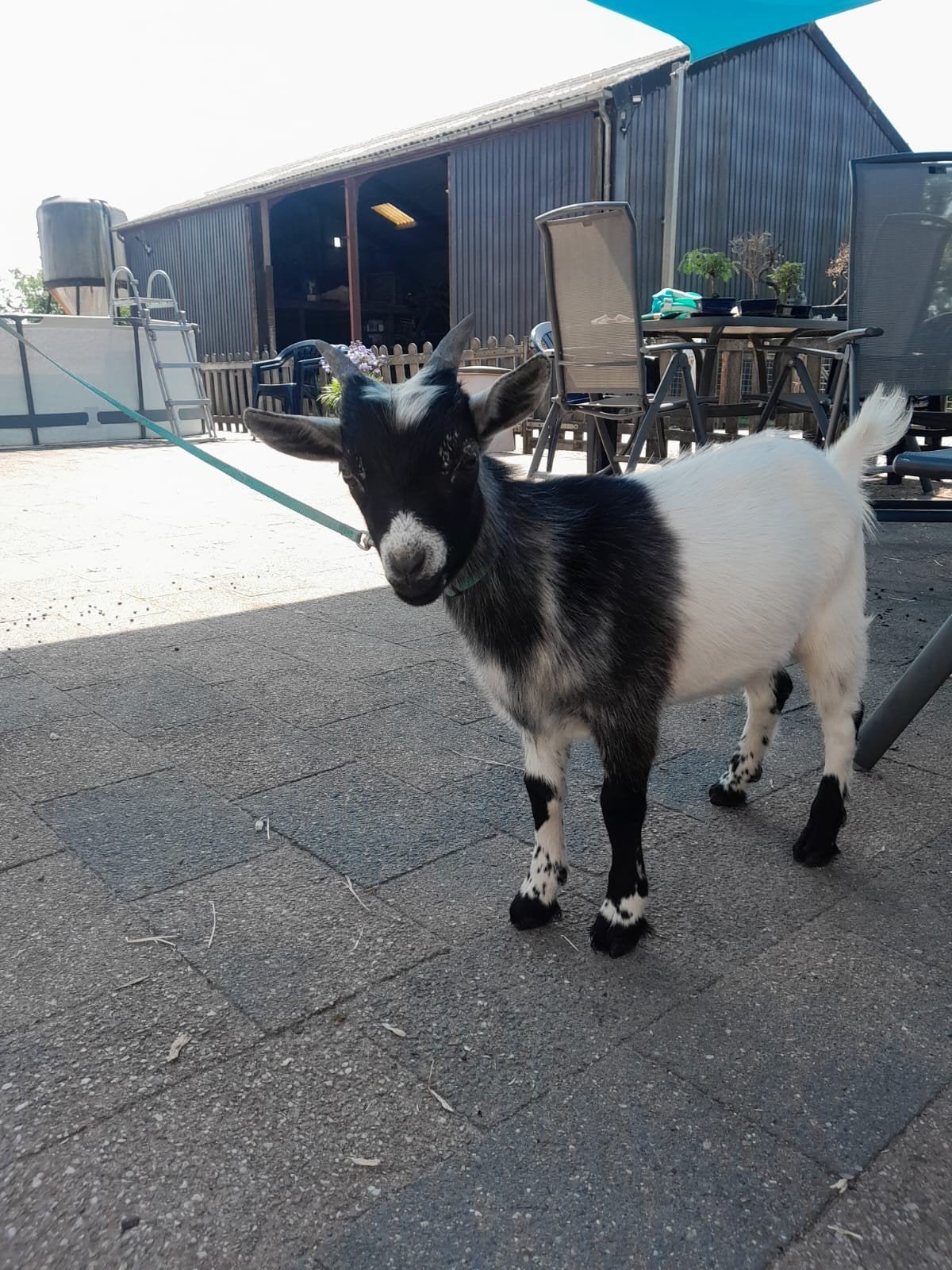 dwergbokje, Dieren en Toebehoren, Schapen, Geiten en Varkens, Mannelijk, Geit, 0 tot 2 jaar