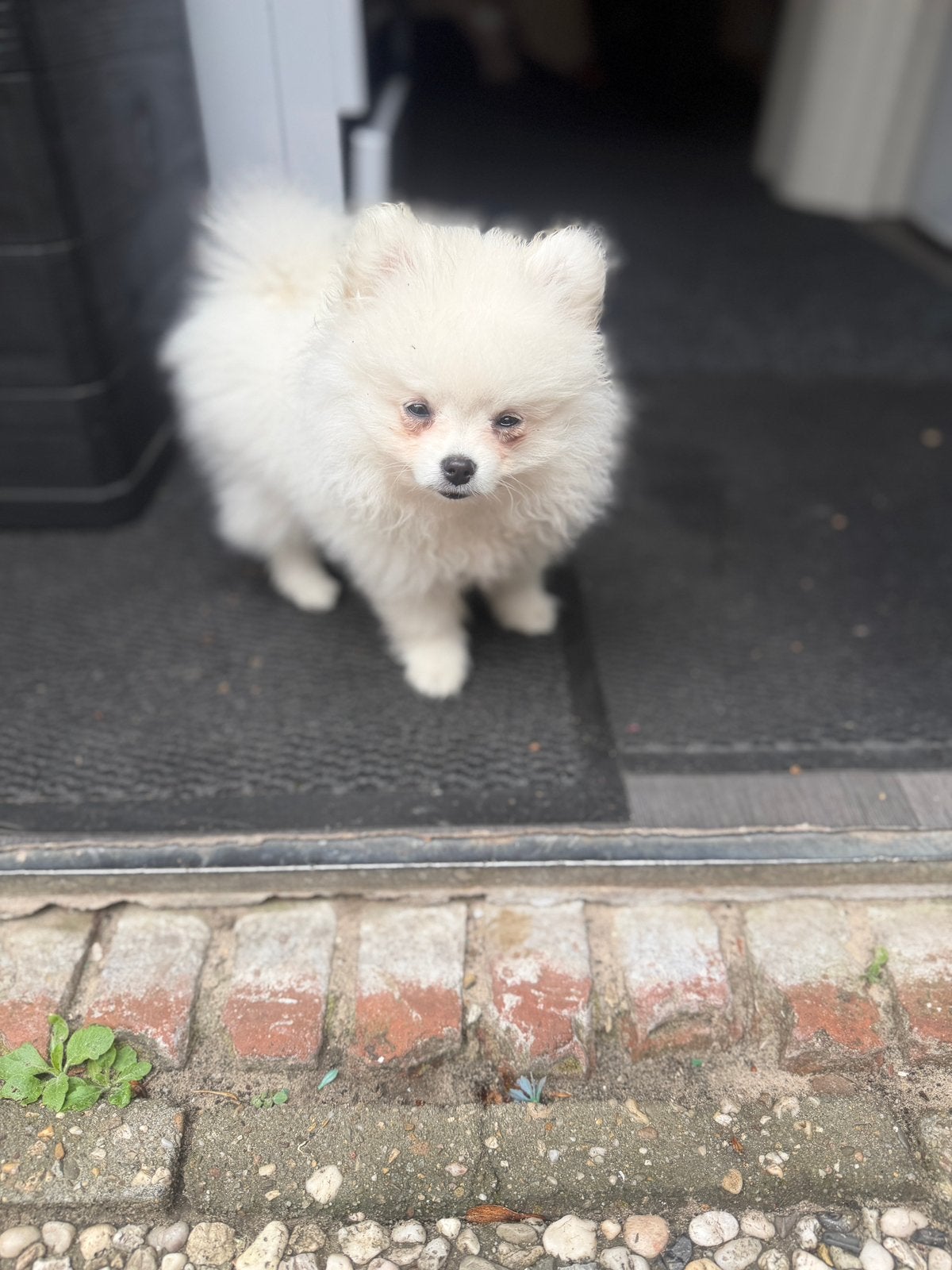 Pomeriaan pup, Dieren en Toebehoren, Parvo, Keeshond, 8 tot 15 weken, Teef