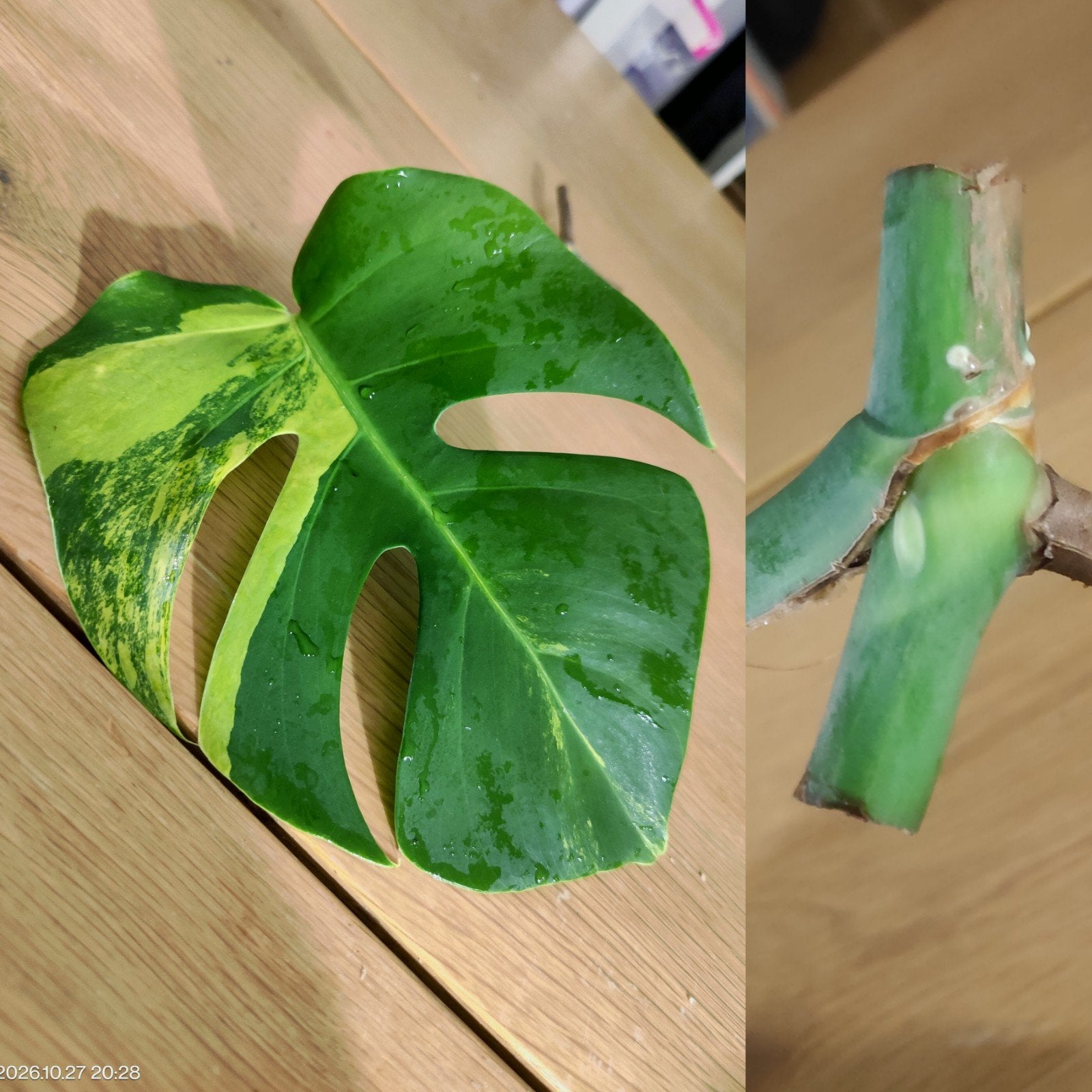 Monstera Aurea yellow variegata stek, Ophalen, Halfschaduw, Minder dan 100 cm