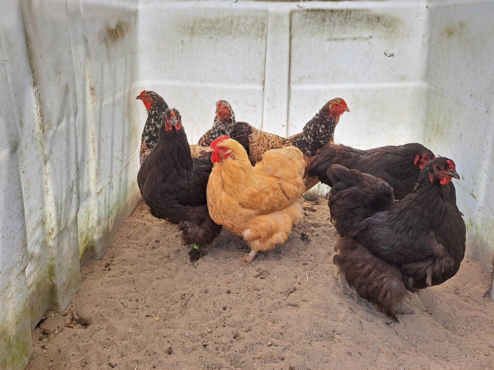 6 Hennen, Dieren en Toebehoren, Pluimvee, Vrouwelijk, Kip