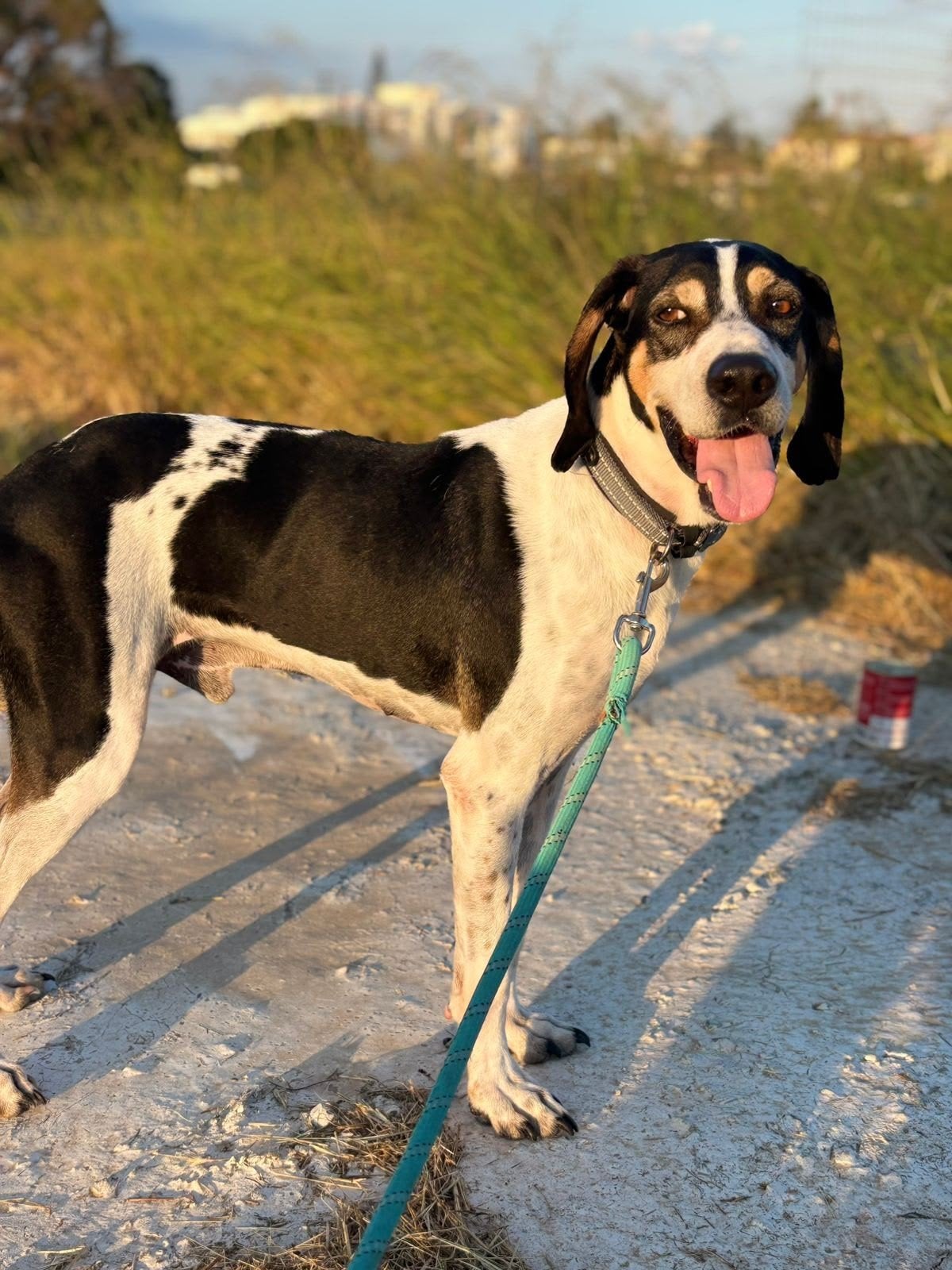 Menios hoopt van hel naar hemel te gaan, Dieren en Toebehoren, Honden | Niet-rashonden, 1 tot 2 jaar, Buitenland, Parvo, Eén hond