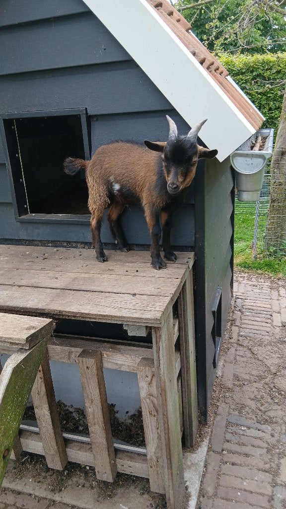 Dwerg geiten bokje, Dieren en Toebehoren, Mannelijk, Geit, 0 tot 2 jaar