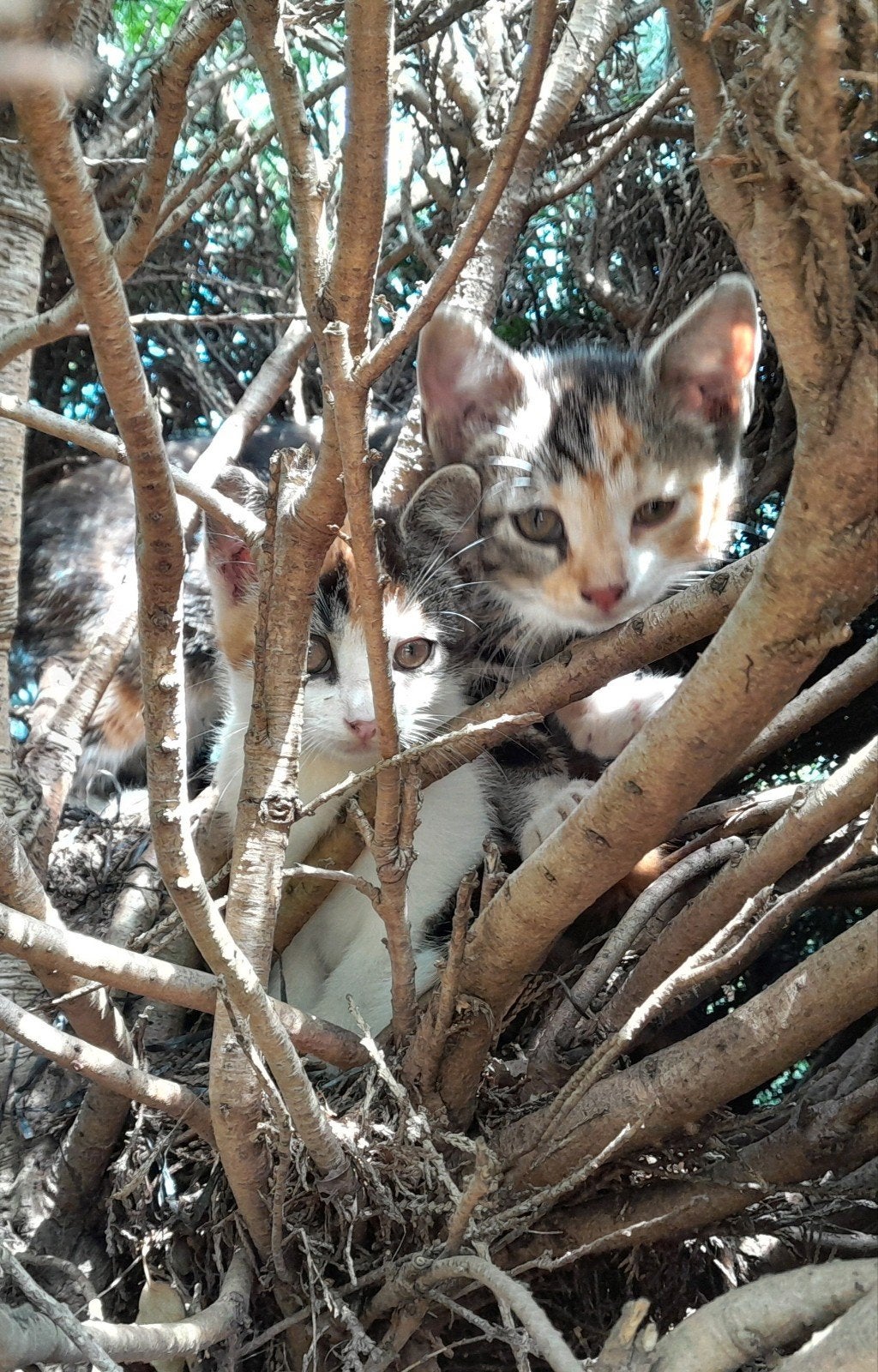 Met z'n tweeën in een vogelnest! Wie heeft een nieuw huisje?, Dieren en Toebehoren, Meerdere dieren, Kortharig, 0 tot 2 jaar