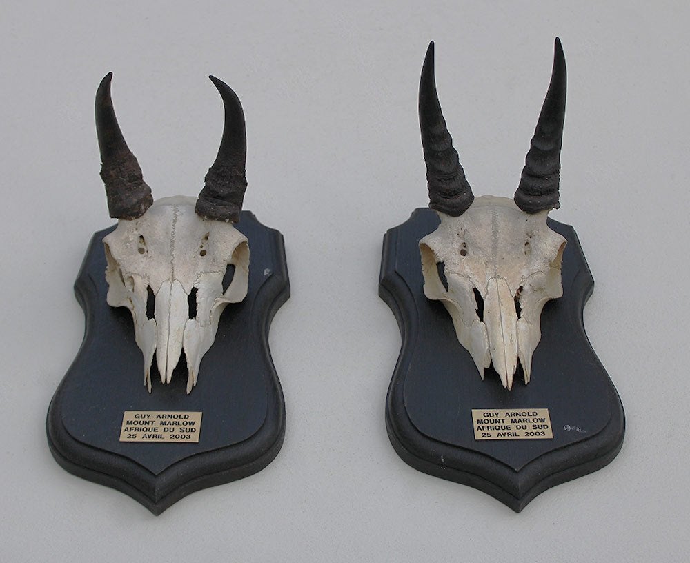 2 x schedel MOUNTAIN REEDBUCK op solide zwart eiken schild