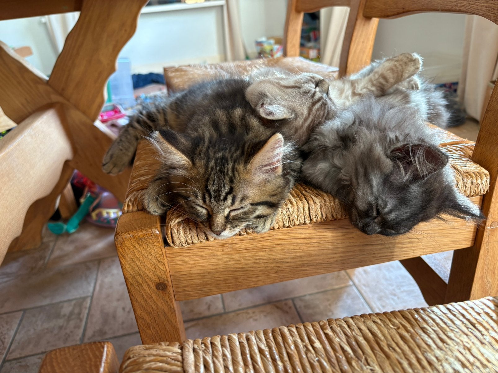 Ragdol x kruising - mag direct mee, Kater