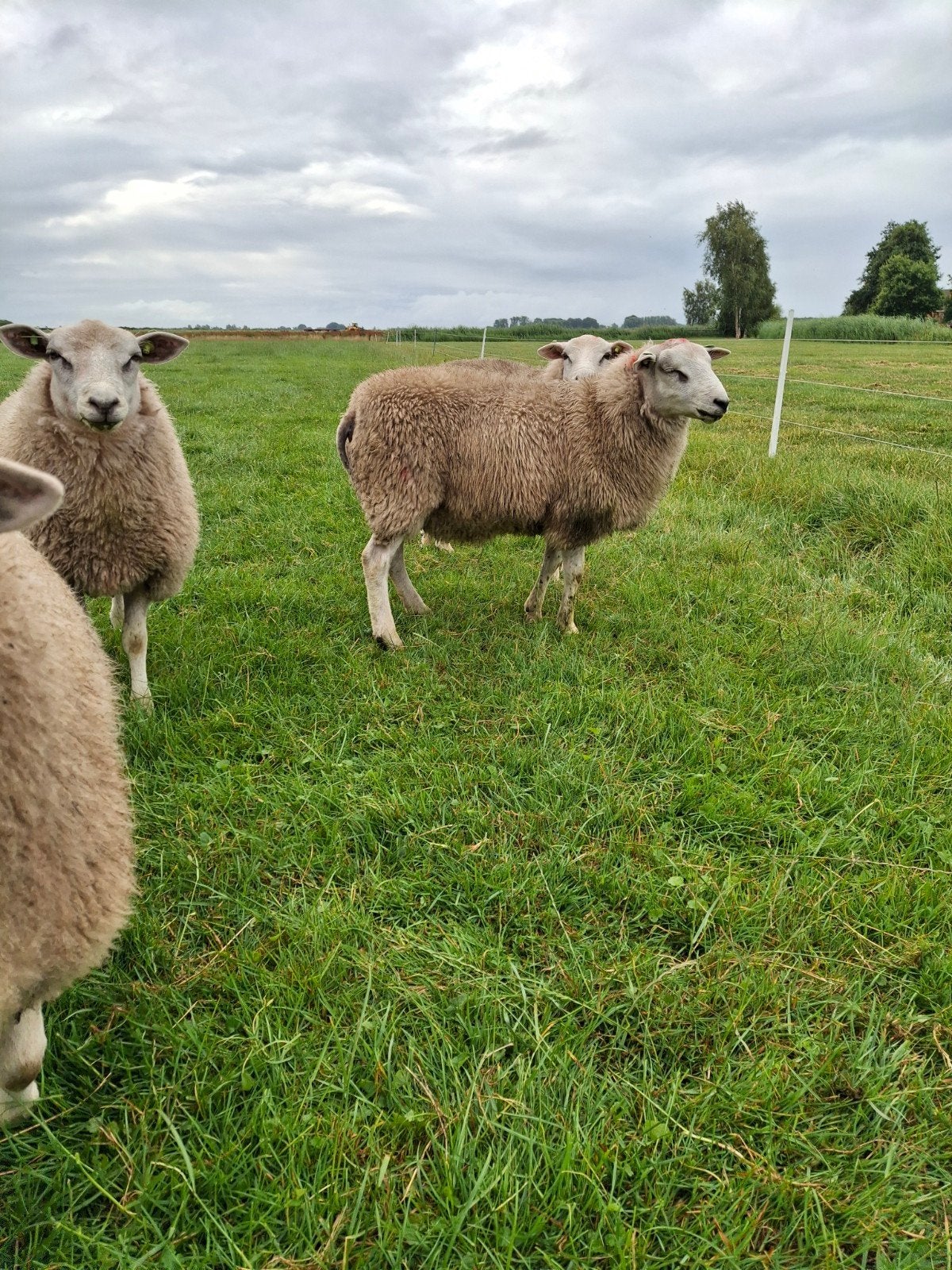 Te koop stamboek swifter dekrammen, Dieren en Toebehoren, Schapen, Geiten en Varkens, Mannelijk, Schaap, 0 tot 2 jaar