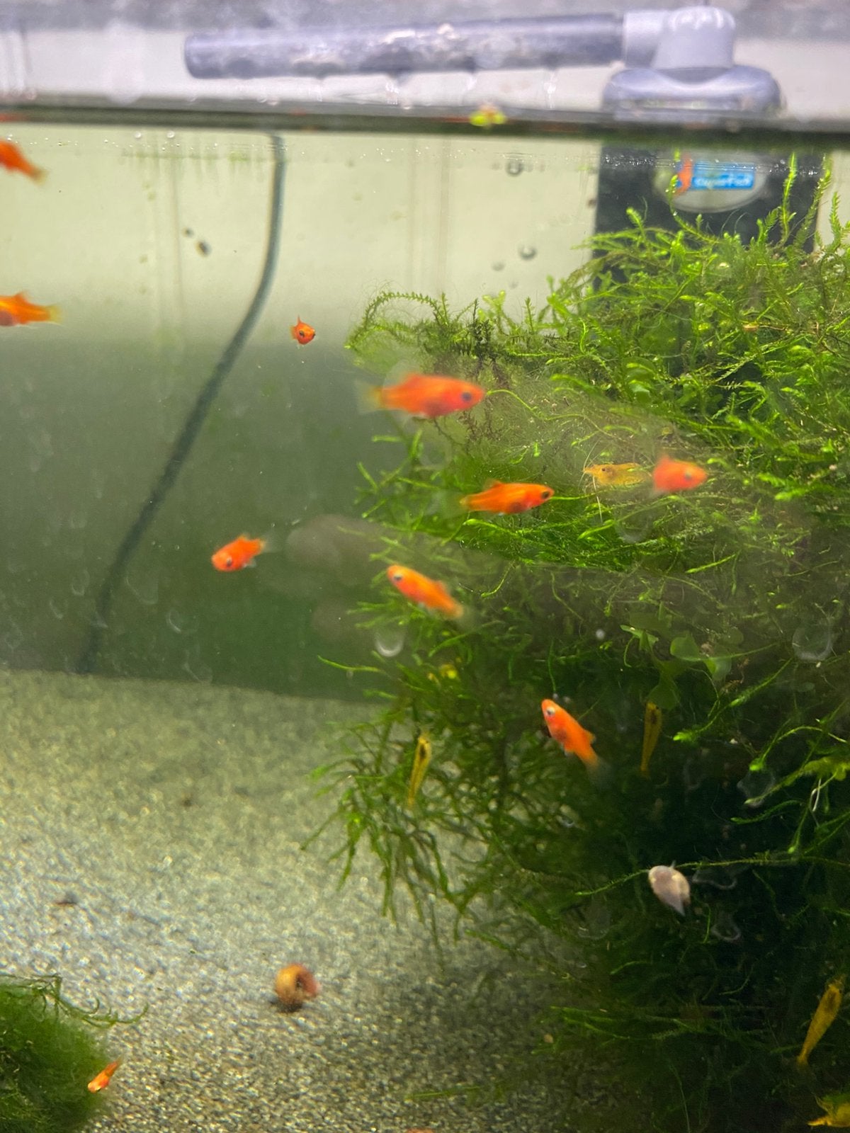 Jonge mickey platys, Overige soorten