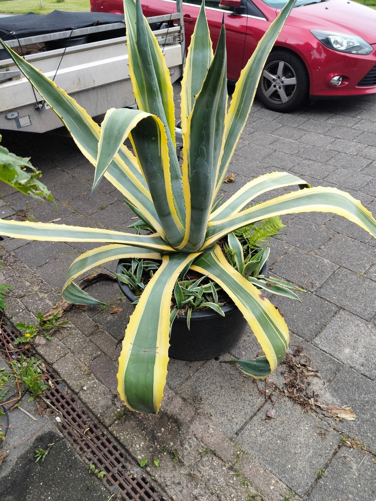Agave, 60 jaar oud - Prachtige, volwassen plant, Tuin en Terras, Ophalen